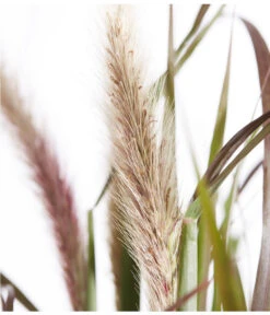 Herbst-Chrysantheme Mit Gras Im Blumenkasten, Verschiedene Farben -Haus Pflanzen Welt 8213217 PR DE 012 ChrysanthemeMultifloraImKastenMitGrasDehnerExpressZS