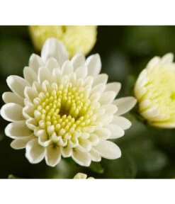 Herbst-Chrysantheme Mit Gras Im Blumenkasten, Verschiedene Farben -Haus Pflanzen Welt 8213217 PR DE 021 ChrysanthemeMultifloraImKastenMitGrasDehnerExpressZS