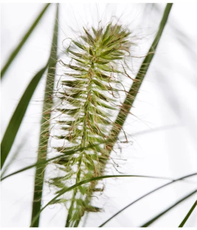 Herbst-Chrysantheme Mit Gras Im Blumenkasten, Verschiedene Farben -Haus Pflanzen Welt 8213217 PR DE 022 ChrysanthemeMultifloraImKastenMitGrasDehnerExpressZS
