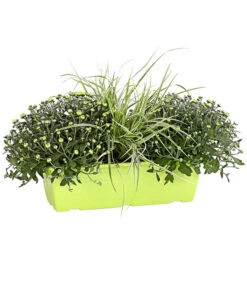 Herbst-Chrysantheme Mit Gras Im Blumenkasten, Verschiedene Farben -Haus Pflanzen Welt 8213217 PR FS 001 ChrysanthemeMulitfloraMitGrasKastenDehnerExpressHerzig