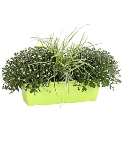 Herbst-Chrysantheme Mit Gras Im Blumenkasten, Verschiedene Farben -Haus Pflanzen Welt 8213217 PR FS 001 ChrysanthemeMulitfloraMitGrasKastenDehnerExpressHerzig