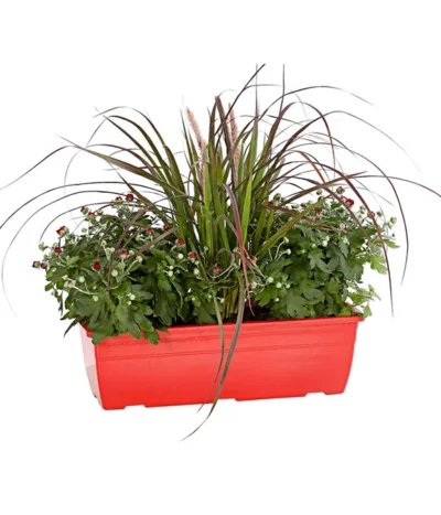 Herbst-Chrysantheme Mit Gras Im Blumenkasten, Verschiedene Farben -Haus Pflanzen Welt 8213217 PR FS 002 ChrysanthemeMulitfloraMitGrasKastenDehnerExpressHerzig