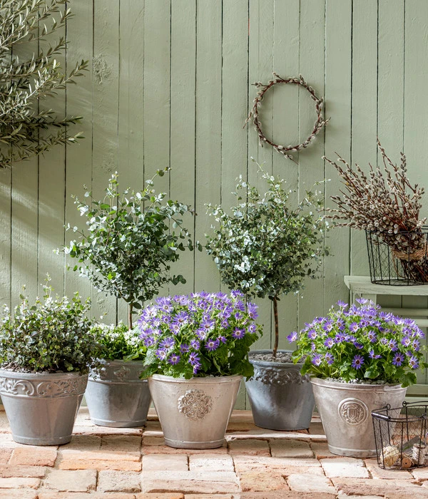 Eukalyptus, Stämmchen 6 Eukalyptus, Stämmchen – Bild 4