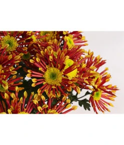 Chrysantheme 'Splash Energy' -Haus Pflanzen Welt 8214090 WE DE 001 ChrysanthemumIndicumChrysanthemeTwinGelbOrangeT14