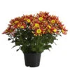 Chrysantheme 'Splash Energy' -Haus Pflanzen Welt 8214090 WE FS 001 ChrysanthemumIndicumChrysanthemeTwinGelbOrangeT14
