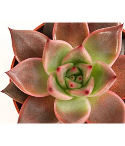 Echeverie - Echeveria Agavoides 'Taurus' 5 Echeverie - Echeveria Agavoides 'Taurus' -Haus Pflanzen Welt 8214736 PR DE 001 EcheveriaTaurusT8 5DehnerExpressHerzig