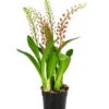 Orchidee - Liparis Latifolia -Haus Pflanzen Welt 8215246 WE FS 001 LiparisLatifoliaT12