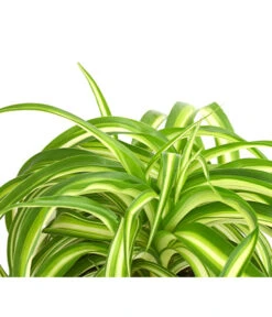 Grünlilie - Chlorophytum Comosum 'Bonnie' -Haus Pflanzen Welt 8215303 PR DE 001 GruenlilieChlorophytumBonnieT10DehnerExpressHerzig