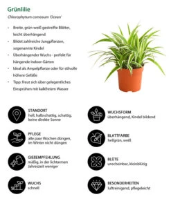 Grünlilie - Chlorophytum Comosum 'Ocean' -Haus Pflanzen Welt 8215329 WE IG 001 GruenlilieChlorophytumOceanT10DehnerExpressHerzig