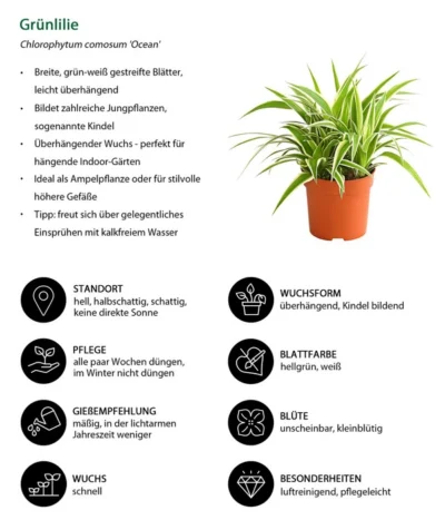 Grünlilie - Chlorophytum Comosum 'Ocean' -Haus Pflanzen Welt 8215329 WE IG 001 GruenlilieChlorophytumOceanT10DehnerExpressHerzig