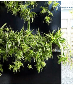 Grünlilie - Chlorophytum Comosum 'Ocean' -Haus Pflanzen Welt 8215329 WE MO 002 ChlorophytumOceanGruenlilieFloradania