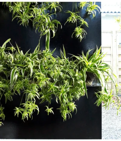 Grünlilie - Chlorophytum Comosum 'Ocean' -Haus Pflanzen Welt 8215329 WE MO 002 ChlorophytumOceanGruenlilieFloradania