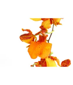 Oncidium-Orchidee - Oncidium Zappi 5 Oncidium-Orchidee - Oncidium Zappi -Haus Pflanzen Welt 8215451 PR DE 001 OncidiumZappiDehnerExpressHerzig