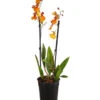 Oncidium-Orchidee - Oncidium Zappi -Haus Pflanzen Welt 8215451 PR FS 001 OncidiumZappiDehnerExpressHerzig