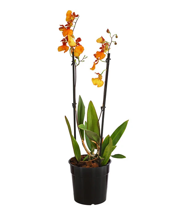Oncidium-Orchidee - Oncidium Zappi 3 Oncidium-Orchidee - Oncidium Zappi