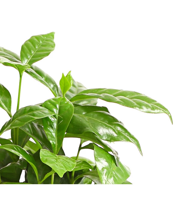 Kaffeepflanze - Coffea Arabica 7 Kaffeepflanze - Coffea Arabica – Bild 5