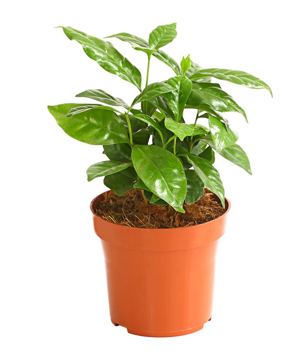Kaffeepflanze - Coffea Arabica 3 Kaffeepflanze - Coffea Arabica