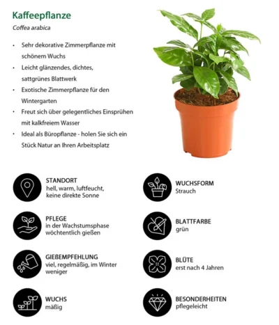 Kaffeepflanze - Coffea Arabica 10 Kaffeepflanze - Coffea Arabica -Haus Pflanzen Welt 8215683 WE IG 001 KaffeepflanzeCoffeaArabicaT12DehnerExpressHerzig