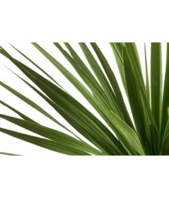 Keulenlilie - Dracaena Indivisa -Haus Pflanzen Welt 8216277 WE DE 001 DracaenaIndivisaT20 Keulenlilie