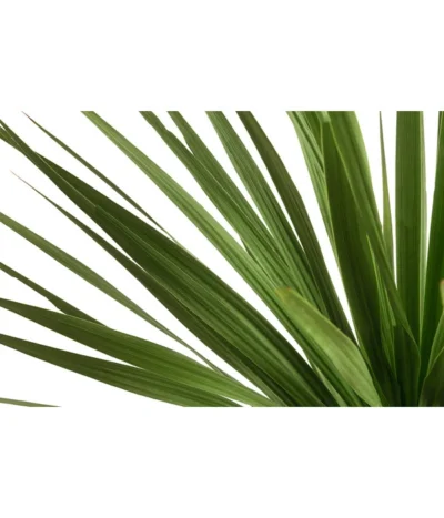 Keulenlilie - Dracaena Indivisa -Haus Pflanzen Welt 8216277 WE DE 001 DracaenaIndivisaT20 Keulenlilie