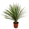 Keulenlilie - Dracaena Indivisa -Haus Pflanzen Welt 8216277 WE FS 001 DracaenaIndivisaT20 Keulenlilie