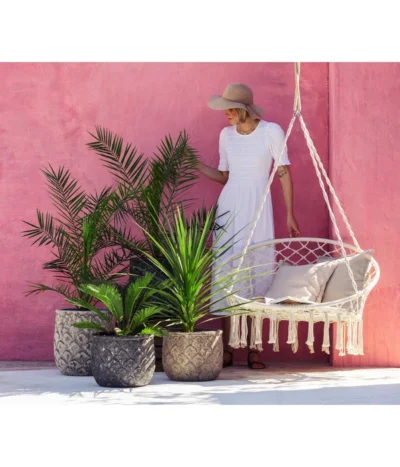 Keulenlilie - Dracaena Indivisa -Haus Pflanzen Welt 8216277 WE MO 001 DracaenaIndivisiaT20 1