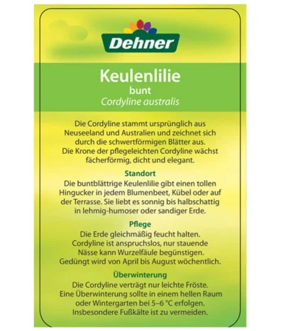 Keulenlilie - Cordyline Australis Variegata -Haus Pflanzen Welt 8216368 CorylineBuntEtikett2
