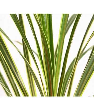 Keulenlilie - Cordyline Australis Variegata -Haus Pflanzen Welt 8216368 PR DE 001 KeulenlilieCordylineAustralisVariegataT17ExpressHerzig