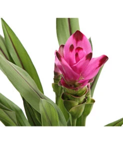 Indische Safranwurz - Curcuma Alismatifolia -Haus Pflanzen Welt 8217341 PR DE 001 CurcumaSarletLilaT15DehnerExpressHerzig