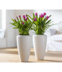 Indische Safranwurz - Curcuma Alismatifolia -Haus Pflanzen Welt 8217341 WE MO 001 Curcuma2021GC08