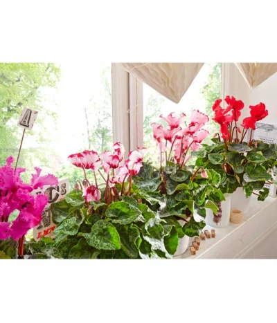 Alpenveilchen 'Victoria' -Haus Pflanzen Welt 8217473 8217911 WE MO 002 AlpenveilchenCyclamenGefranstT12UveSauer 1