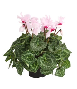 Alpenveilchen, Gefranst -Haus Pflanzen Welt 8217473 PR FS 002 AlpenveilchenCyclameGefranstT12DehnerExpressHerzig