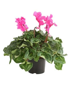 Alpenveilchen, Gefranst -Haus Pflanzen Welt 8217473 PR FS 003 AlpenveilchenCyclameGefranstT12DehnerExpressHerzig