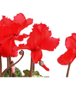 Alpenveilchen, Gefranst -Haus Pflanzen Welt 8217473 WE DE 001 AlpenveilchenCyclameGefranstT12DehnerExpressHerzig