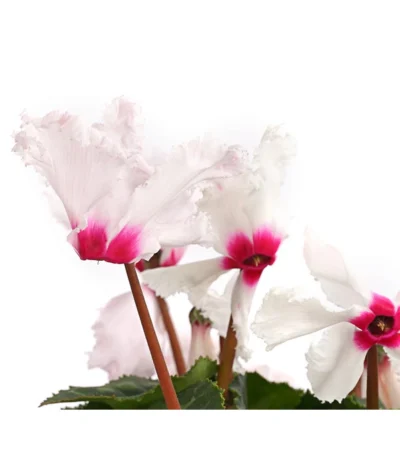 Alpenveilchen, Gefranst 21 Alpenveilchen, Gefranst -Haus Pflanzen Welt 8217473 WE DE 001 AlpenveilchenCyclamenGefranstWeissT12DehnerExpressHerzig