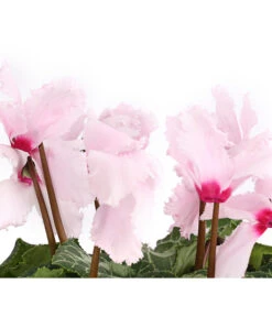 Alpenveilchen, Gefranst -Haus Pflanzen Welt 8217473 WE DE 002 AlpenveilchenCyclameGefranstT12DehnerExpressHerzig