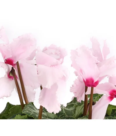 Alpenveilchen, Gefranst 18 Alpenveilchen, Gefranst -Haus Pflanzen Welt 8217473 WE DE 002 AlpenveilchenCyclameGefranstT12DehnerExpressHerzig