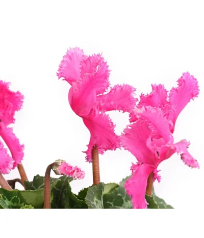 Alpenveilchen, Gefranst 20 Alpenveilchen, Gefranst -Haus Pflanzen Welt 8217473 WE DE 003 AlpenveilchenCyclameGefranstT12DehnerExpressHerzig