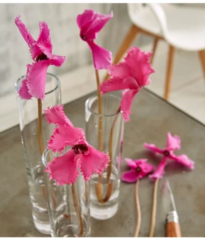 Alpenveilchen, Gefranst 22 Alpenveilchen, Gefranst -Haus Pflanzen Welt 8217473 WE MO 002 SchmetterlingsorchideePhalaenopsisMini2TrieberGlasvaseBigStudioHamburg