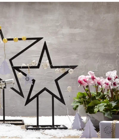 Alpenveilchen, Gefranst 25 Alpenveilchen, Gefranst -Haus Pflanzen Welt 8217473 WE MO 028 Weihnachtsshooting 2015