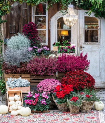 Knospenheide 'Hilda®' -Haus Pflanzen Welt 8217481 WE MO 001 AlpenveilchenRot Herbststory 1