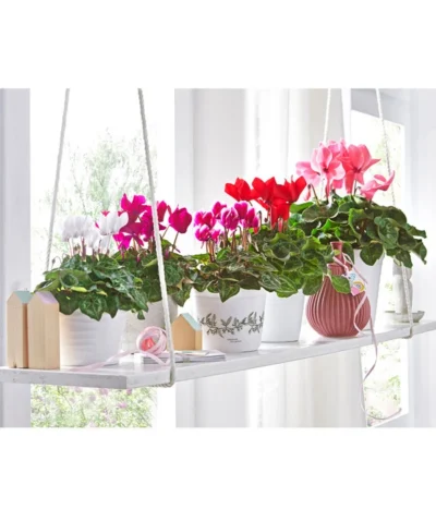 XXL Alpenveilchen -Haus Pflanzen Welt 8217663 8217481 8217770 8619488 WE MO 001 AlpenveilchenCyclamenStandardT12UveSauer