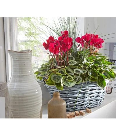 XXL Alpenveilchen -Haus Pflanzen Welt 8217770 PR MO 001 CyclamenkorbUveSauer