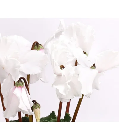 XXL Alpenveilchen -Haus Pflanzen Welt 8217770 WE DE 001 AlpenveilchenCyclamenXXLPremiumT17DehnerExpressHerzig