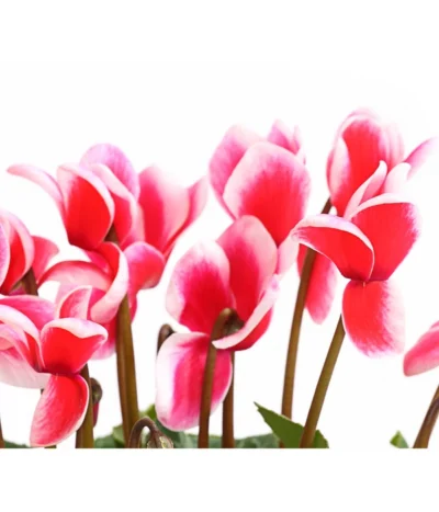 XXL Alpenveilchen -Haus Pflanzen Welt 8217770 WE DE 002 AlpenveilchenCyclamenXXLPremiumT17DehnerExpressHerzig