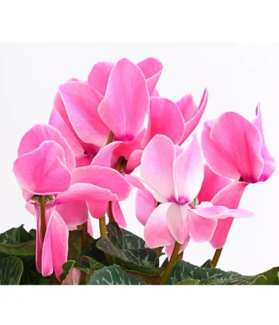 XXL Alpenveilchen -Haus Pflanzen Welt 8217770 WE DE 003 AlpenveilchenCyclamenXXLPremiumT17DehnerExpressHerzig