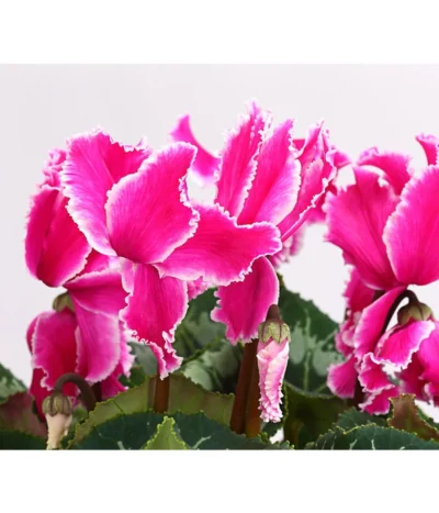 XXL Alpenveilchen -Haus Pflanzen Welt 8217770 WE DE 004 AlpenveilchenCyclamenXXLPremiumT17DehnerExpressHerzig