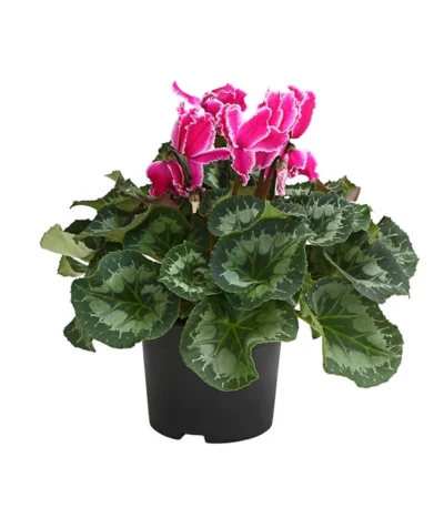 XXL Alpenveilchen -Haus Pflanzen Welt 8217770 WE FS 004 AlpenveilchenCyclamenXXLPremiumT17DehnerExpressHerzig