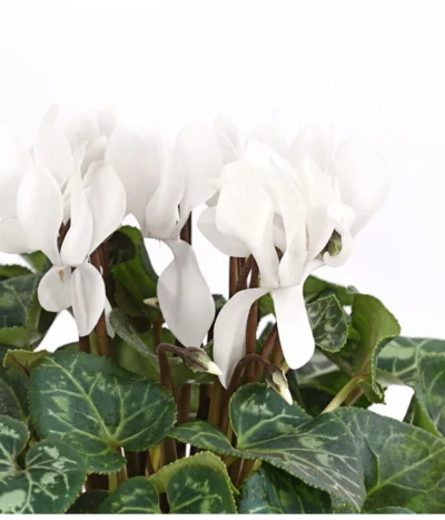 Midi Alpenveilchen, Weiß 6 Midi Alpenveilchen, Weiß -Haus Pflanzen Welt 8217903 PR DE 001 AlpenveilchenCyclameFrangeWeissT12DehnerExpressHerzig 1