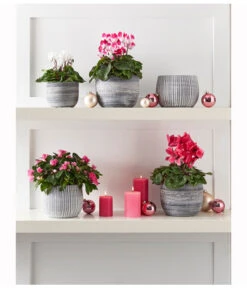 Midi Alpenveilchen, Weiß 7 Midi Alpenveilchen, Weiß -Haus Pflanzen Welt 8217903 WE MO 001 CyclameMidiWeiss 1